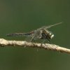 noordsewitsnuitlibelmankampina25042007 1
